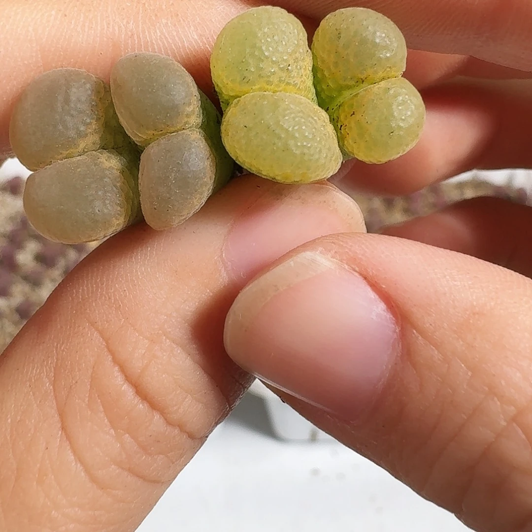 多肉植物福利风铃287