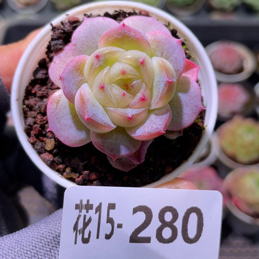 花利美15-280珍妮