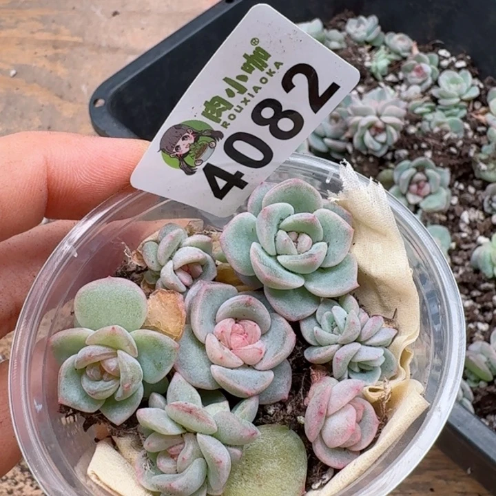 多肉植物多肉植物