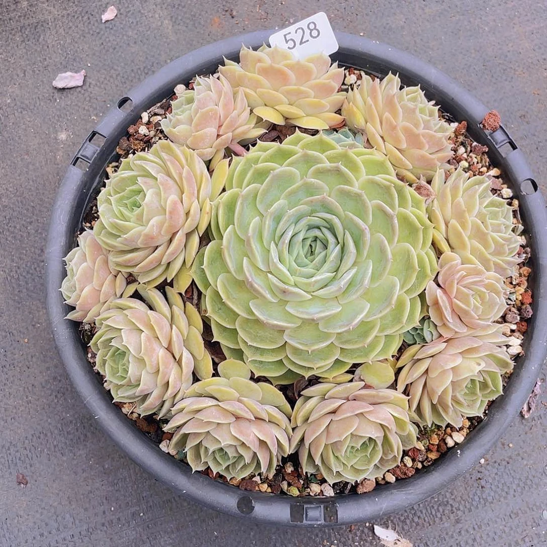 528。昂斯洛。               量拍。