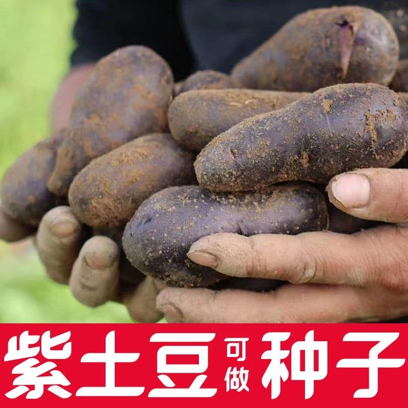 黑色紫洋芋种芽马铃薯种植原种带芽紫色土豆种子5斤装