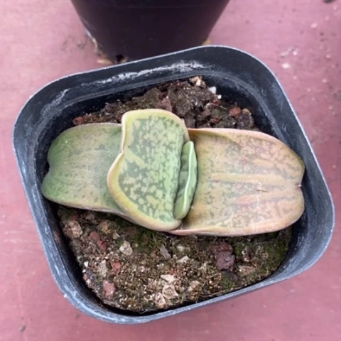 卧牛单头6仙人球