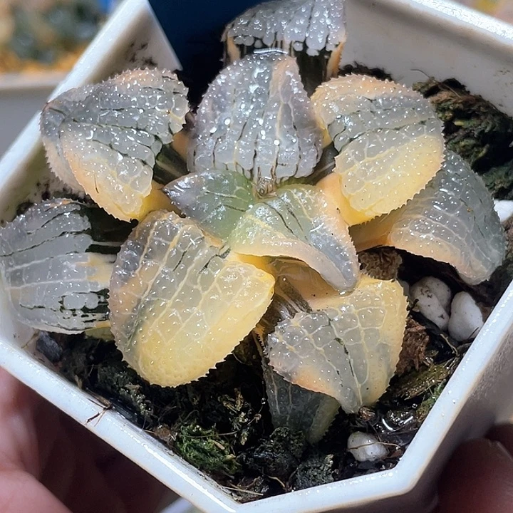 555完美天空之镜锦亚成