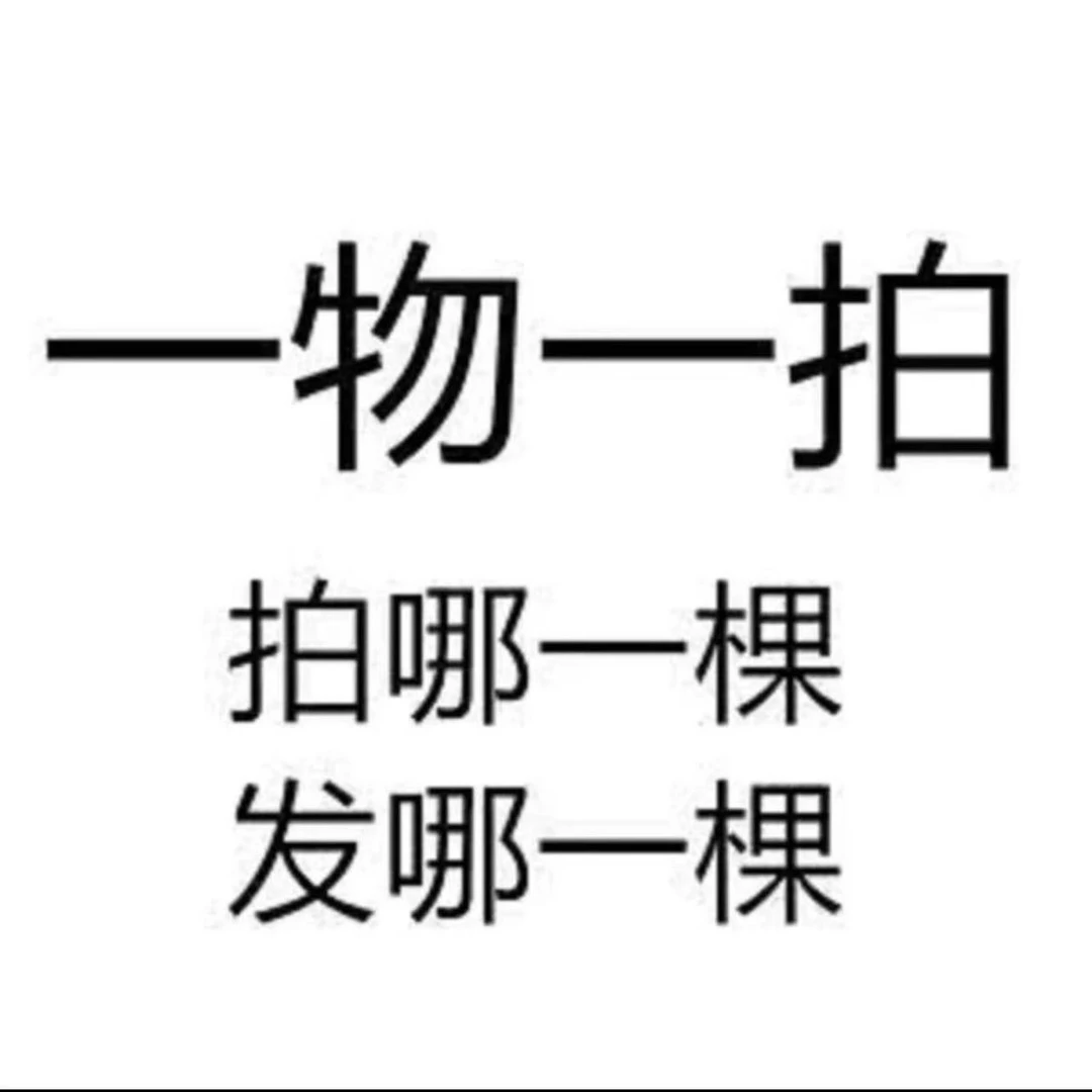 精品矮霸造型五针松老桩盆景直播专属链接一物一拍
