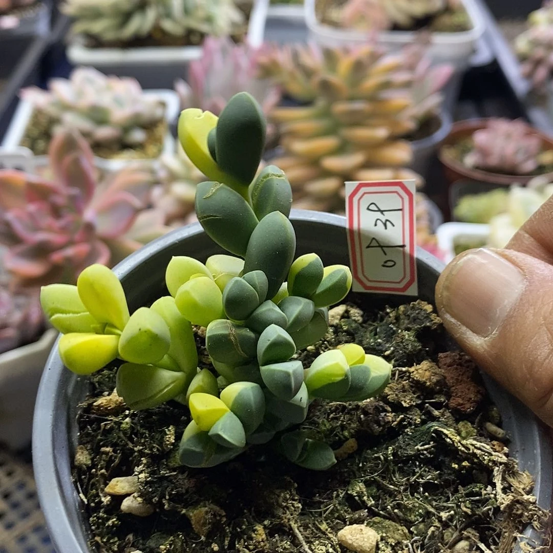 0939鹿角海棠锦多肉