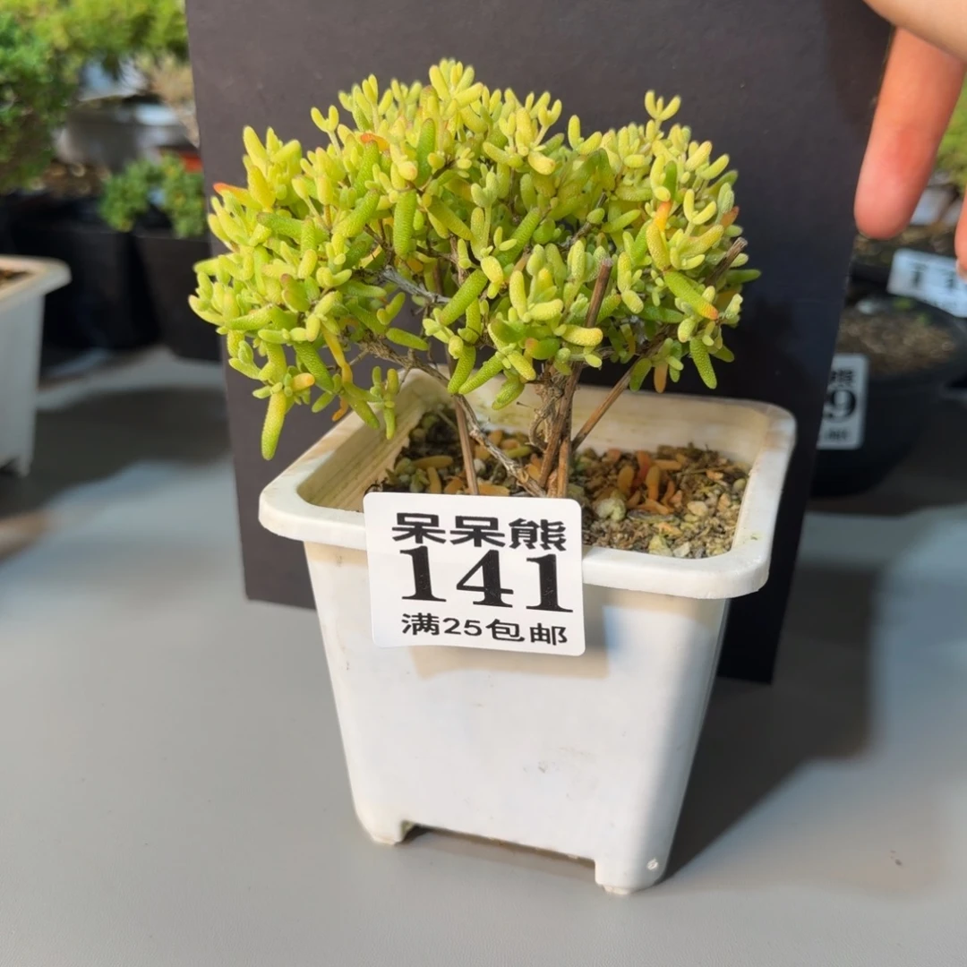 闪电购花卉园艺141