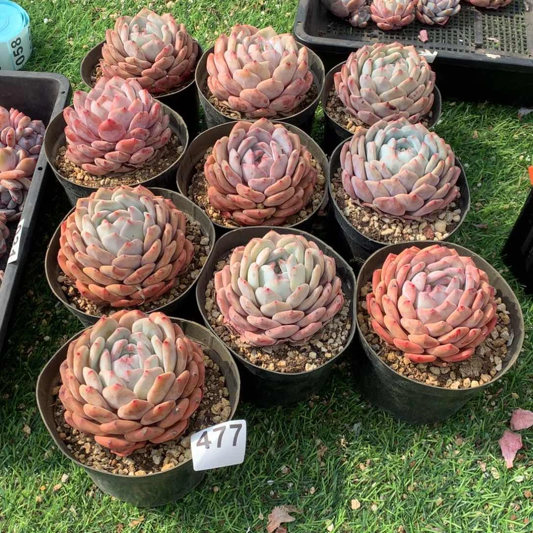 10颗橙梦露多肉，477