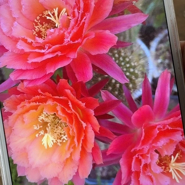 牛牛侧芽5公分毛花柱