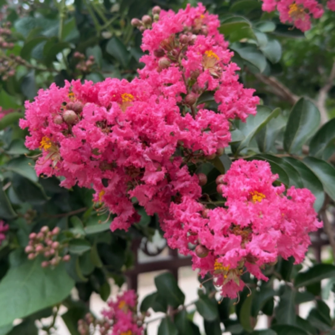 日本小叶玫红紫薇花满天星，日本小叶宫粉紫薇花庭院花园玫瑰植物