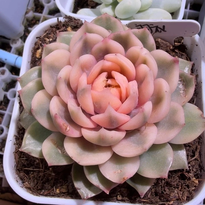 霓裳羽衣锦多肉植物