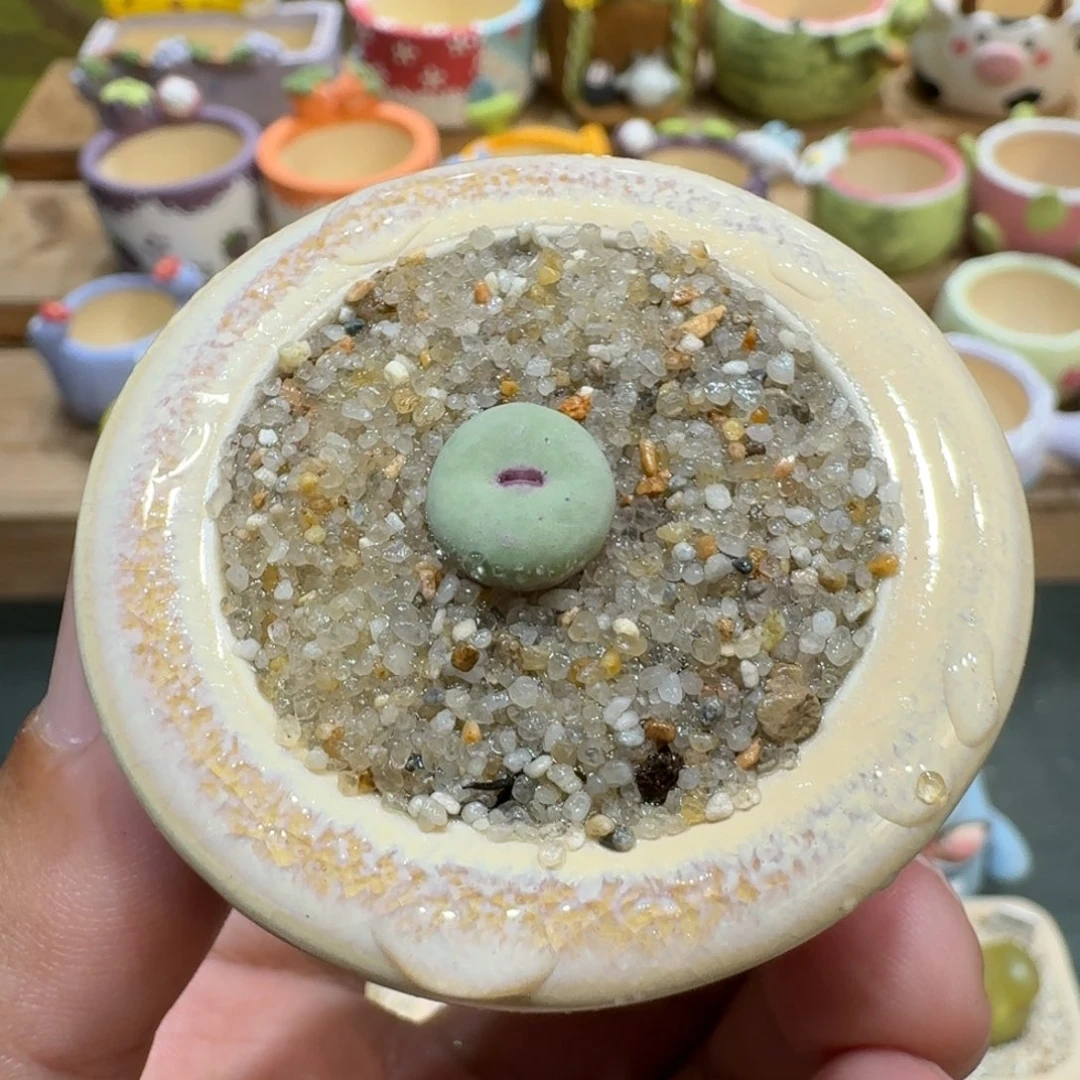 蘑菇1131小红嘴多肉植物