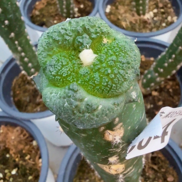 无花朵804超大细密尤菜花牡丹西三
