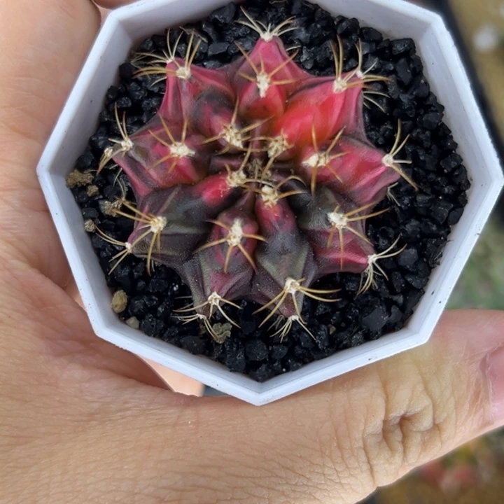 油画龟甲米哈仙人球