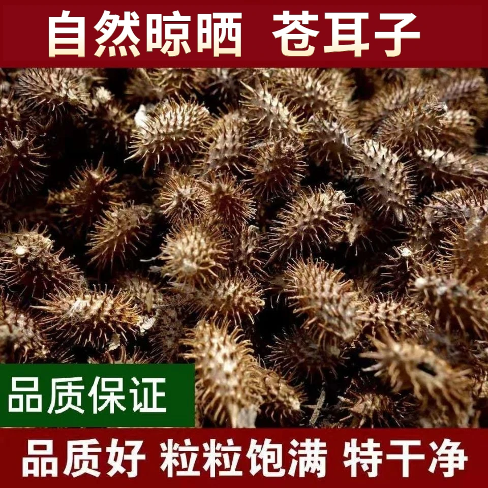河南驻马店正宗苍耳成熟苍耳子苍耳带刺原生态自然干货 另售百合