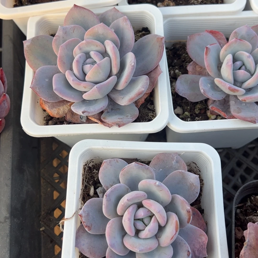 韩版奶茶单头8cm到手1颗量拍多肉满20元包邮明天发货