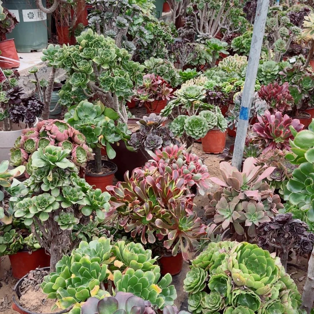 看标题！当场20包邮断枝不包，不凑满20元发空气永久黑屋