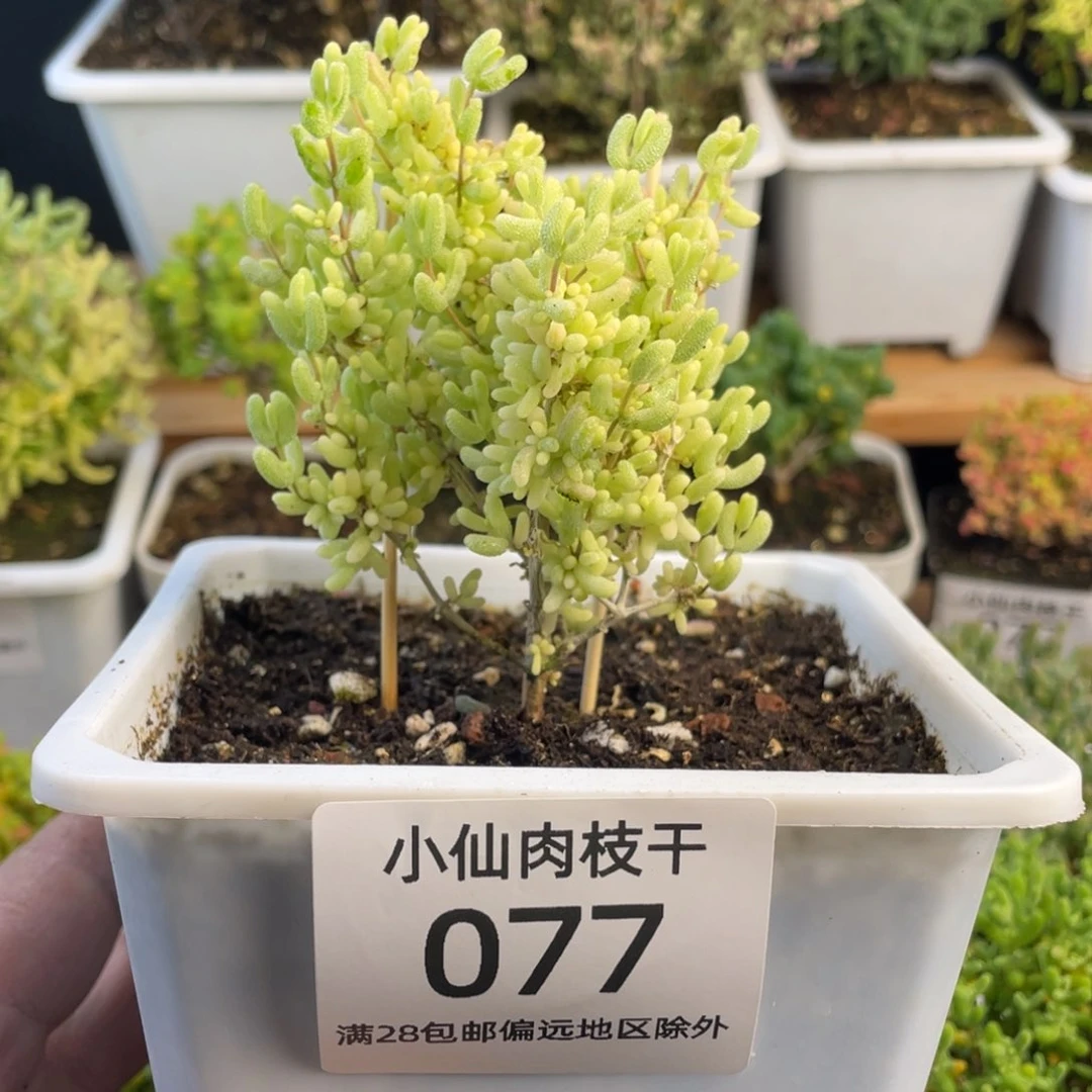 077枝干番杏米粒锦