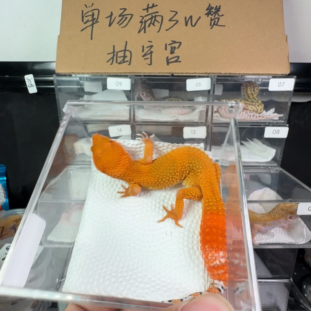 珠宝守宫蜜橘满尾弟弟