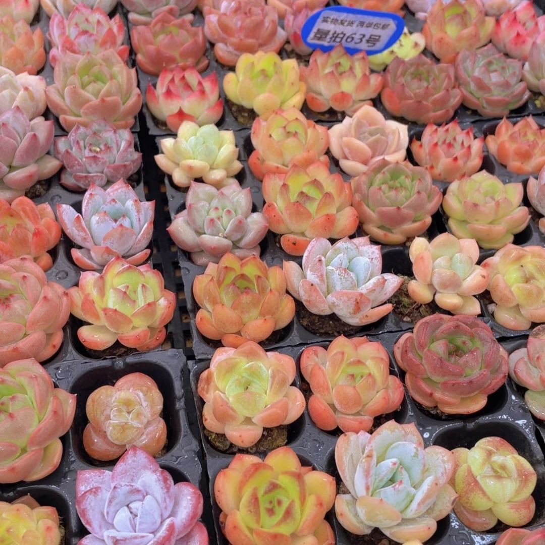 量拍63号 精品小可爱组合9个 加赠5个穴盘