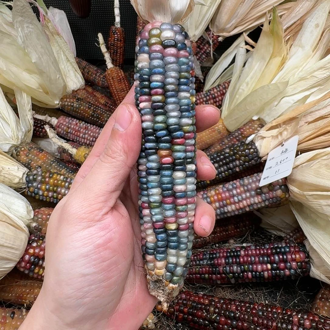 柏香籽/百香籽吊坠咩*~