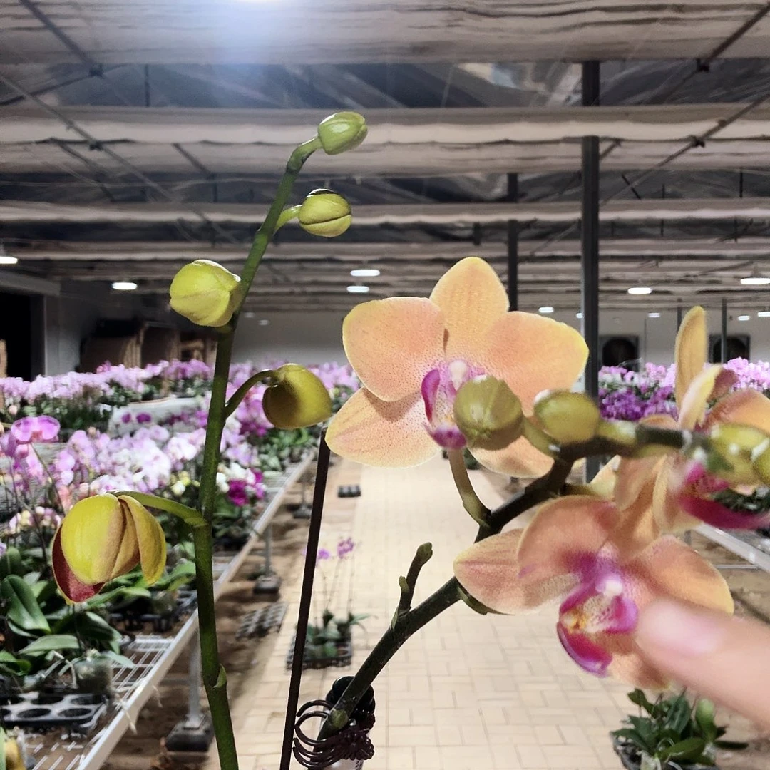 完全开放明月椪柑053