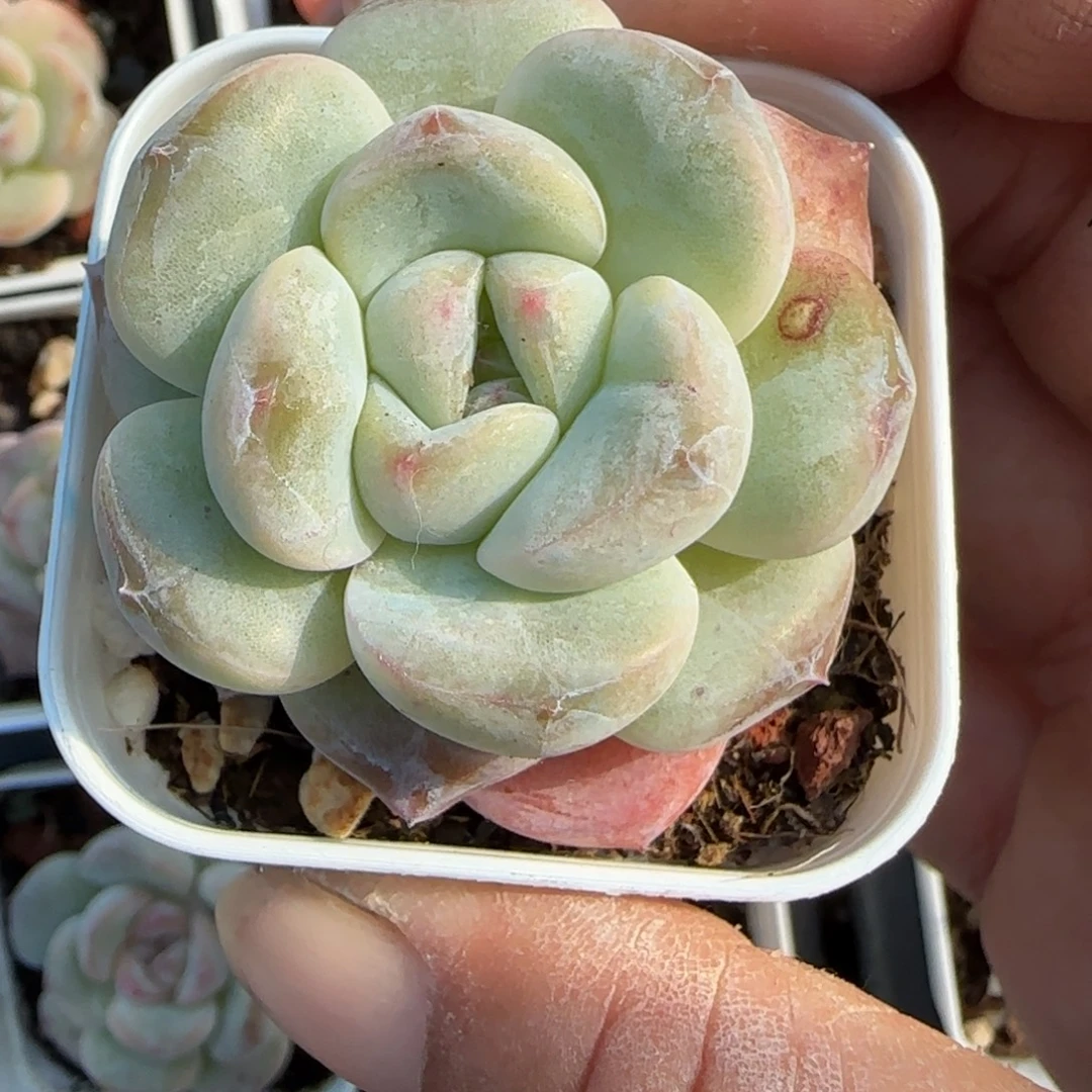 小卡拉米糖心一物一拍