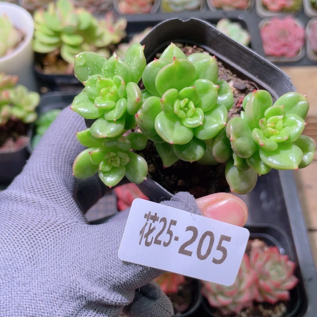 花利美25-205苹果花