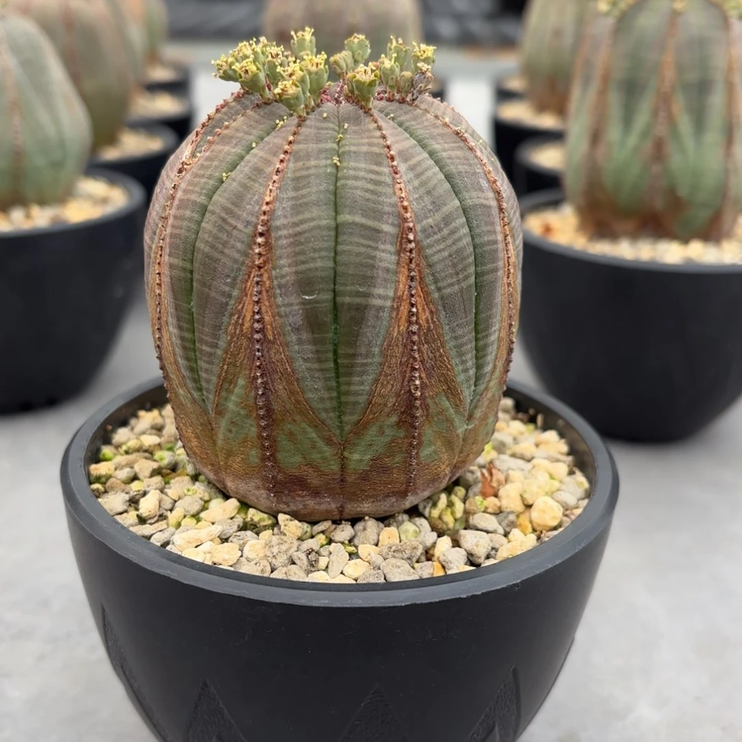 欧系布纹球带盆发货