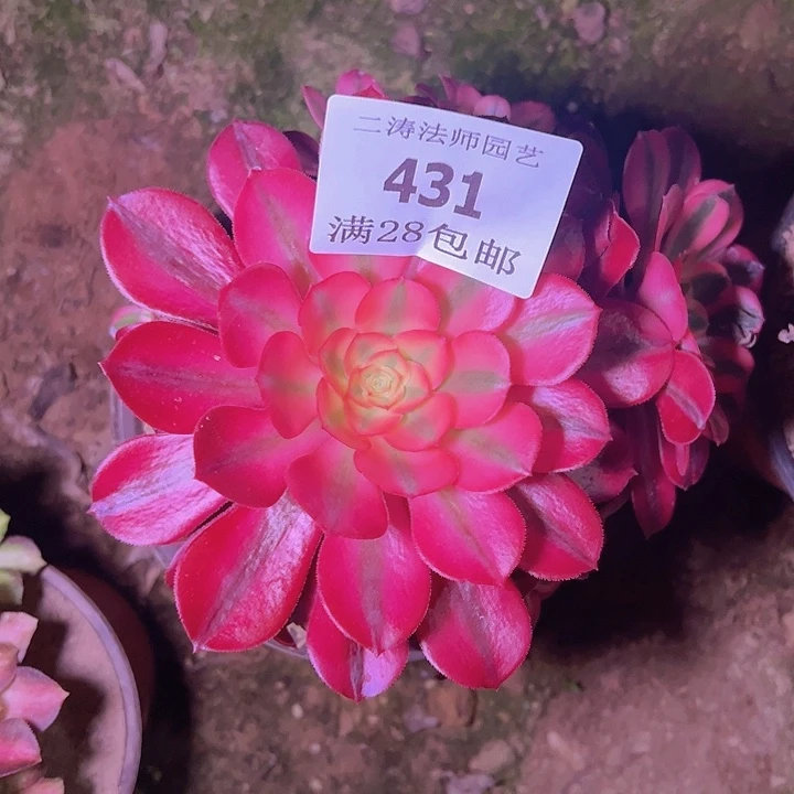 431美杜莎多肉老桩