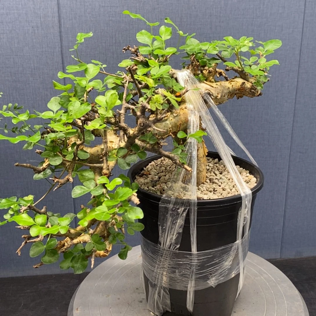 黄金橄榄产地熟桩