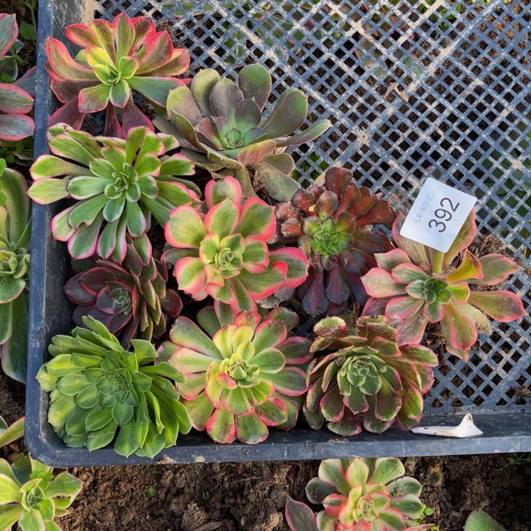 392法师锦多肉组合710颗5公分