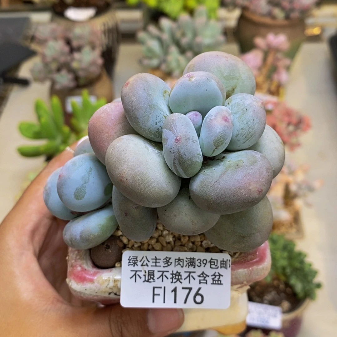 176大叶奶多肉7cm