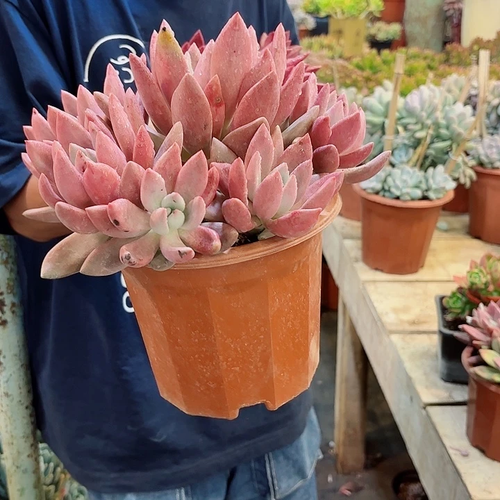 桃花源群生整装多肉