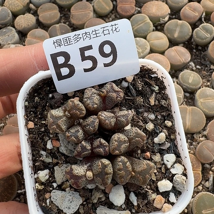 59多肉植物多肉植物