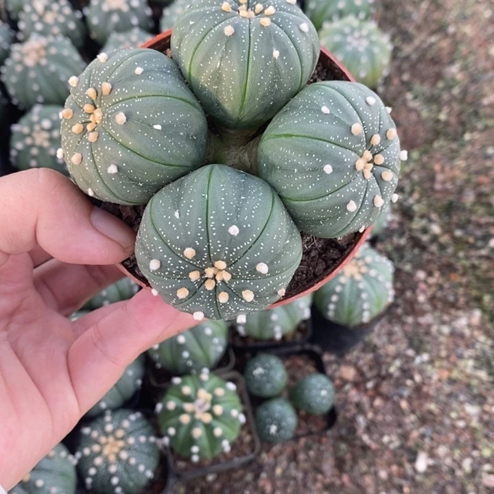 欣玉 四头星兜仙人球