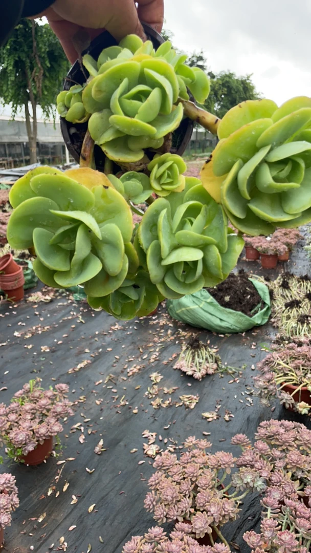 鸡蛋碧桃精品多肉植物