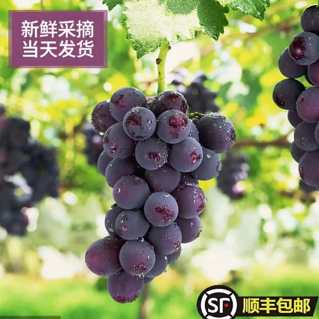 耒阳金南巨峰葡萄新鲜现摘当季水果甜葡萄甜葡萄无籽多汁葡萄农家