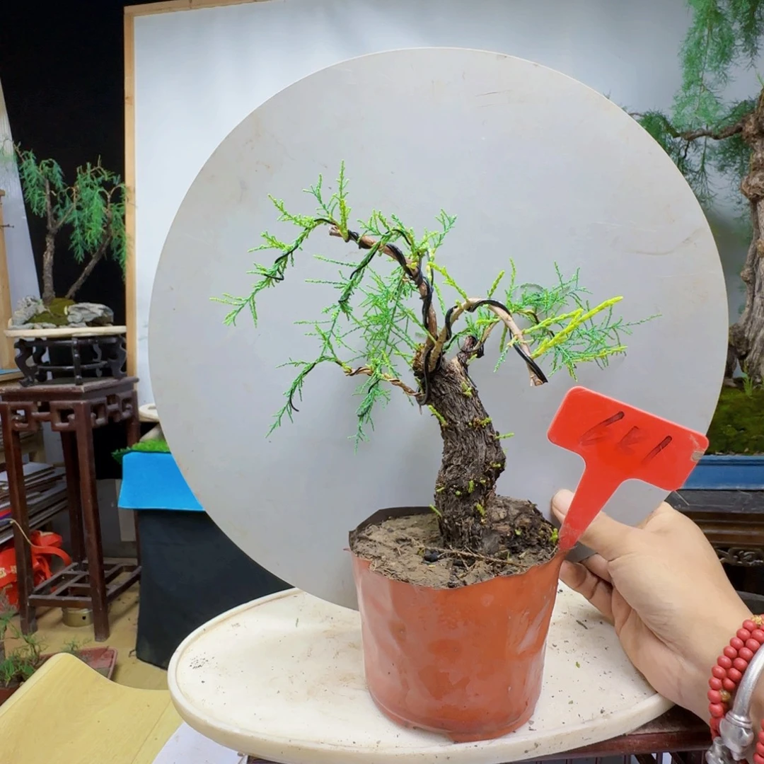 *****无花朵三春柳柽柳地方经济