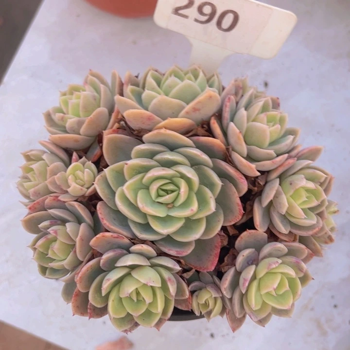 健健康康平平安安