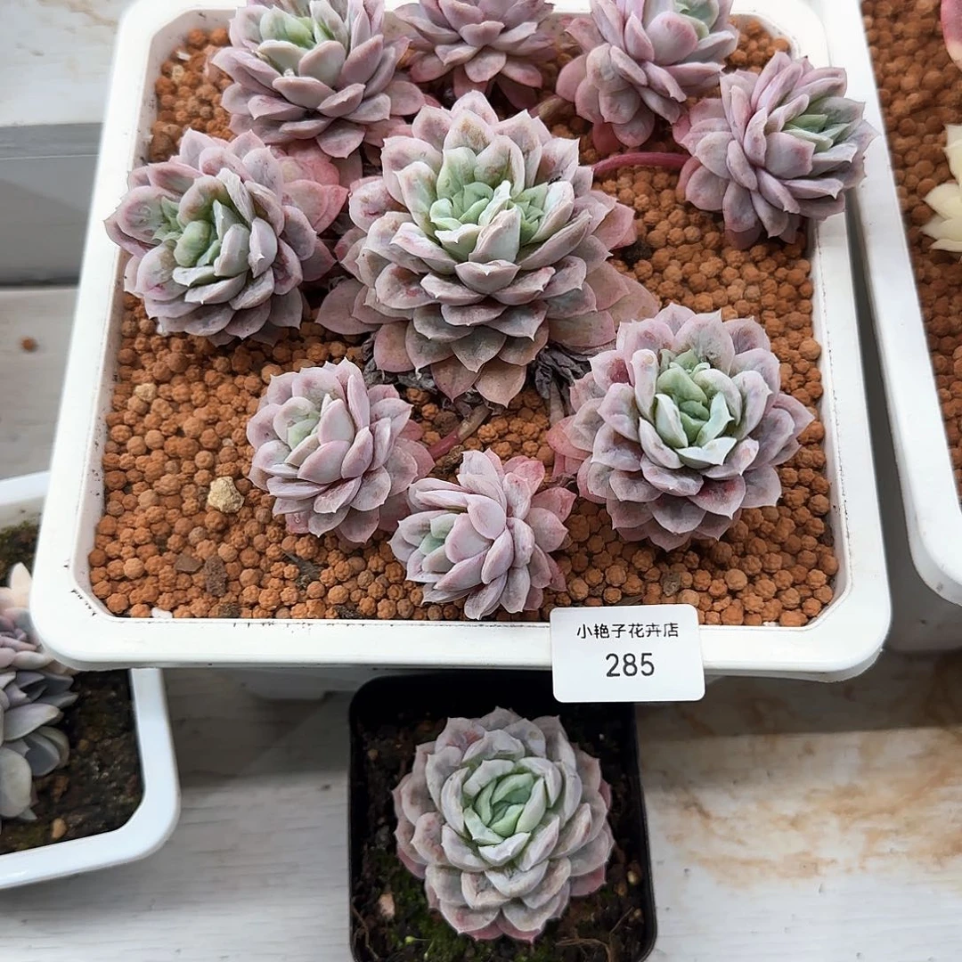 油***爱285哈底斯锦多肉