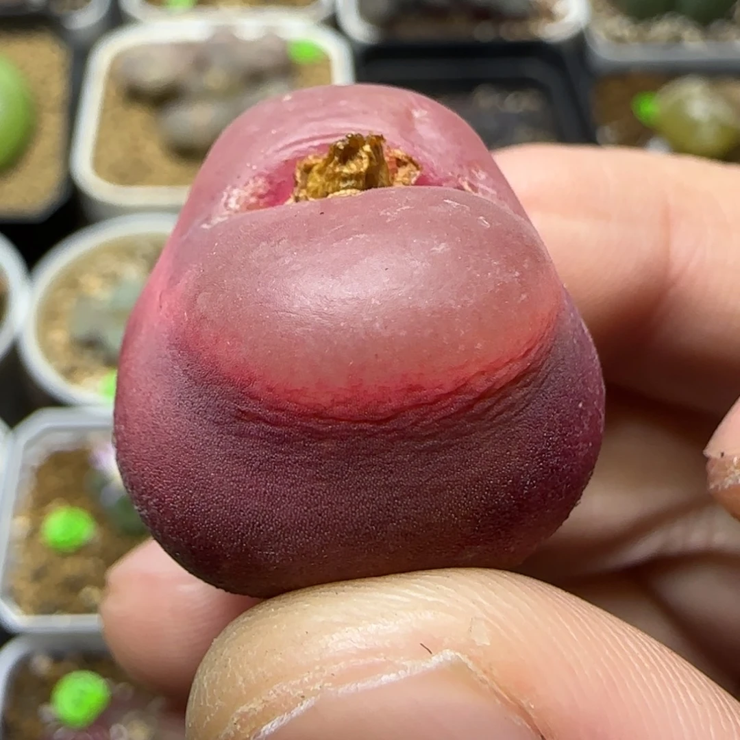 大肚子2.4+多肉植物160