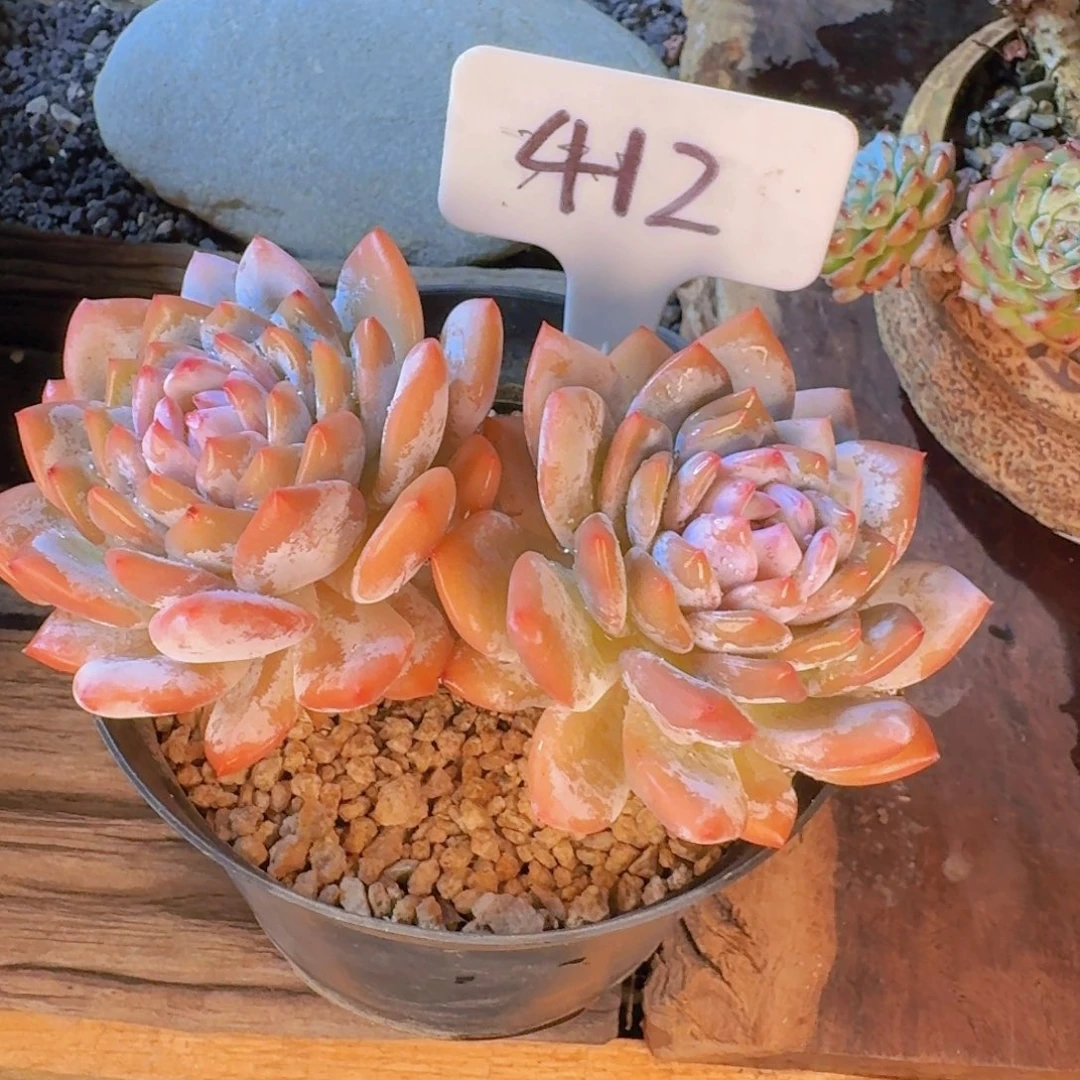 多肉植物和植物的生长