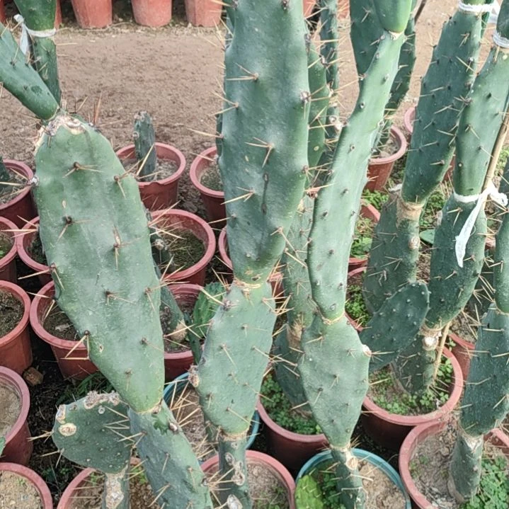 陈***大黄大刺仙人掌三节一颗