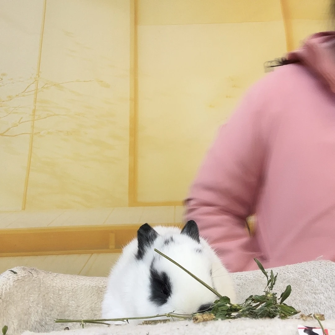 蹦***迪侏儒兔妹妹侏儒兔妹妹