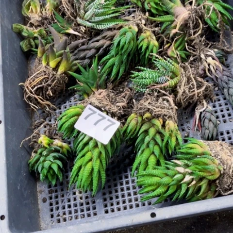 777硬叶一筐一物一 图如图