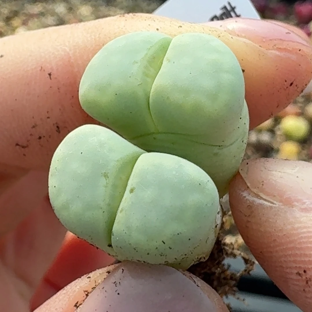 785奶油寿丽双头0000000000