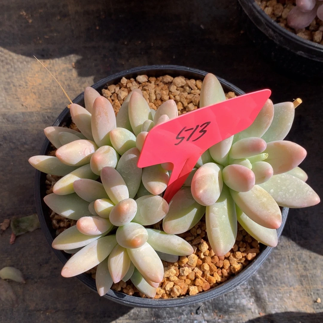 白兰地72727272727272