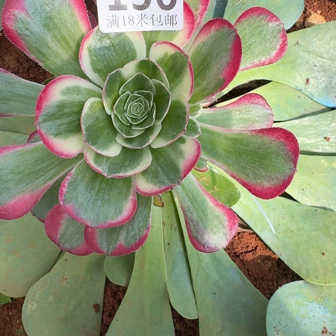 156镜花水月带嫁木发货