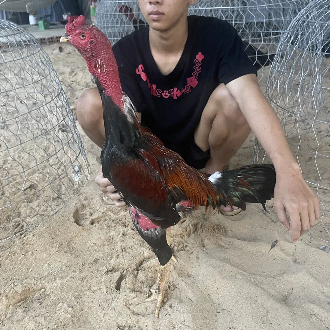越南实地商品斗鸡