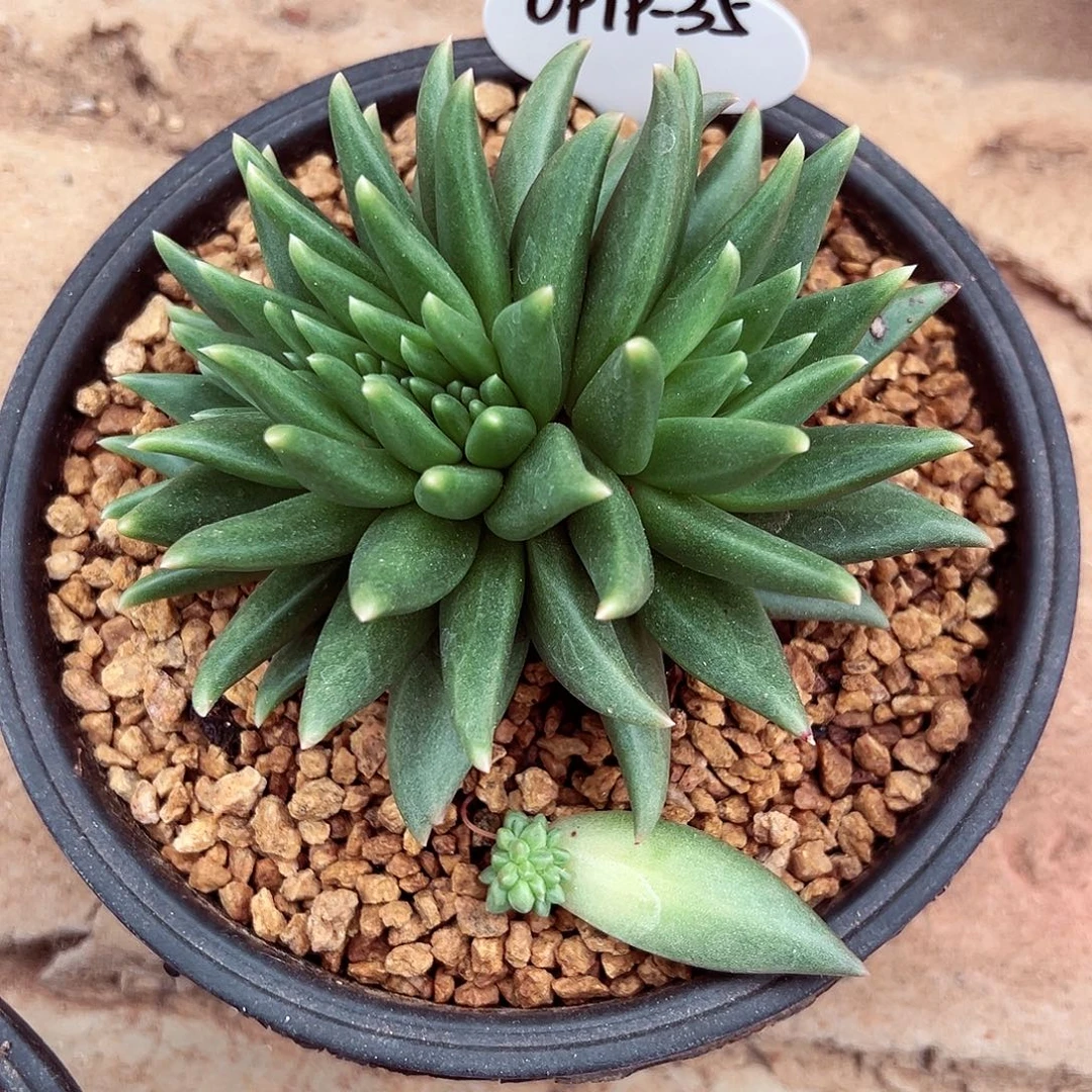 0919-35布丁缀化。